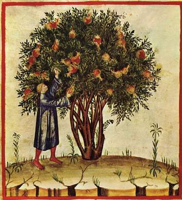 Raw Fruits & Veggies Were Not Trustworthy