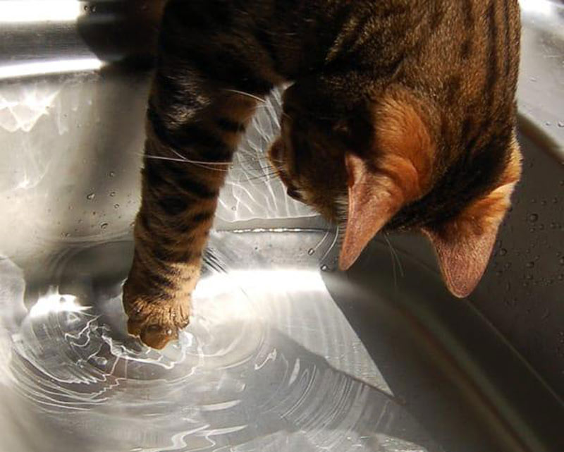 Pawing Water