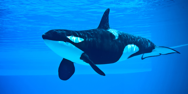 Just Tommy's Attention